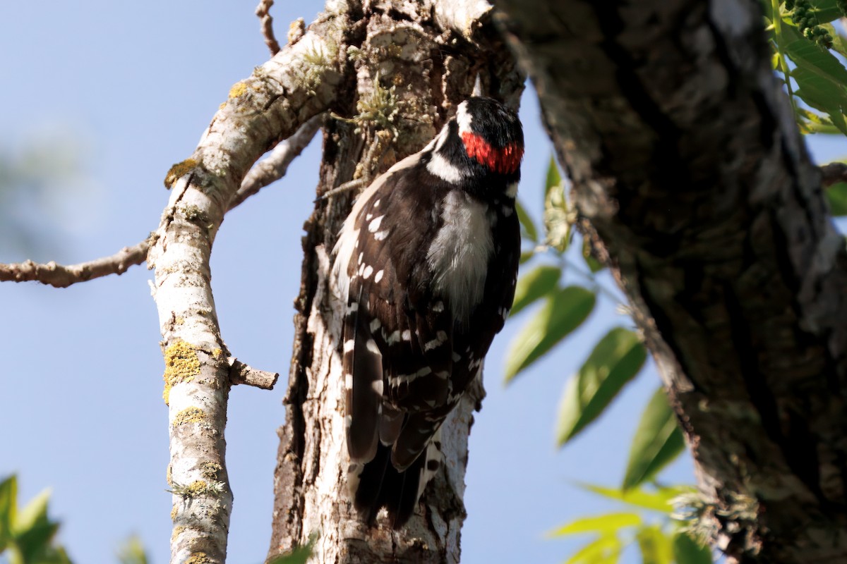 Downy Woodpecker - ML634160874