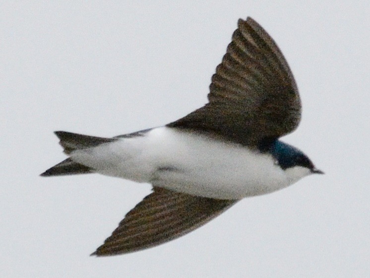 Golondrina Bicolor - ML634160908