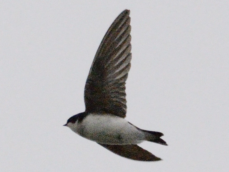 Golondrina Bicolor - ML634160909