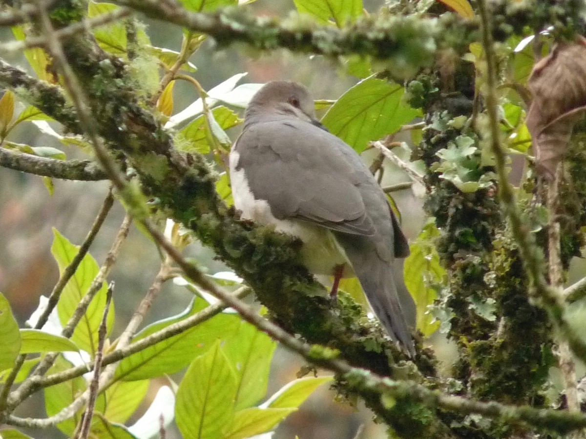 White-tipped Dove - ML63416091