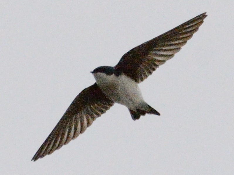 Golondrina Bicolor - ML634160910
