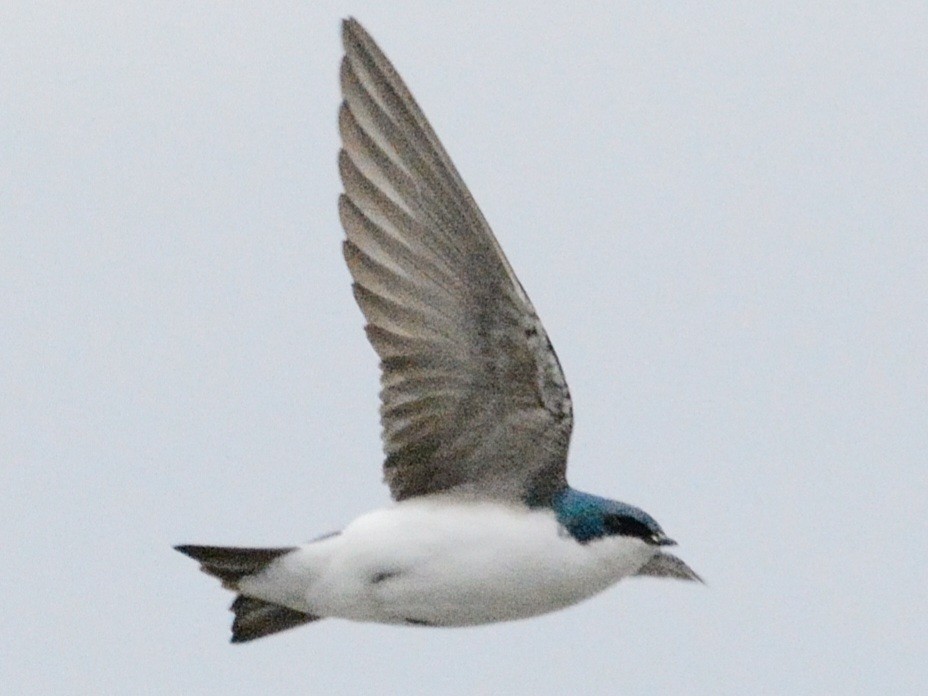 Golondrina Bicolor - ML634160911
