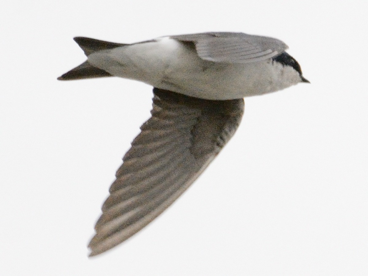 Golondrina Bicolor - ML634160912