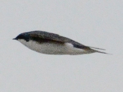 Golondrina Bicolor - ML634160913