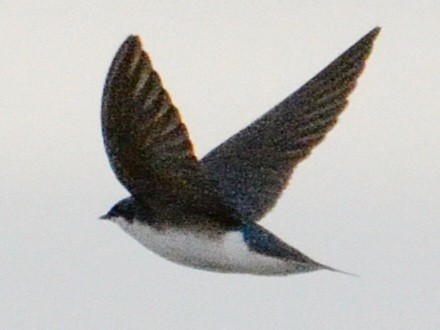 Golondrina Bicolor - ML634160914