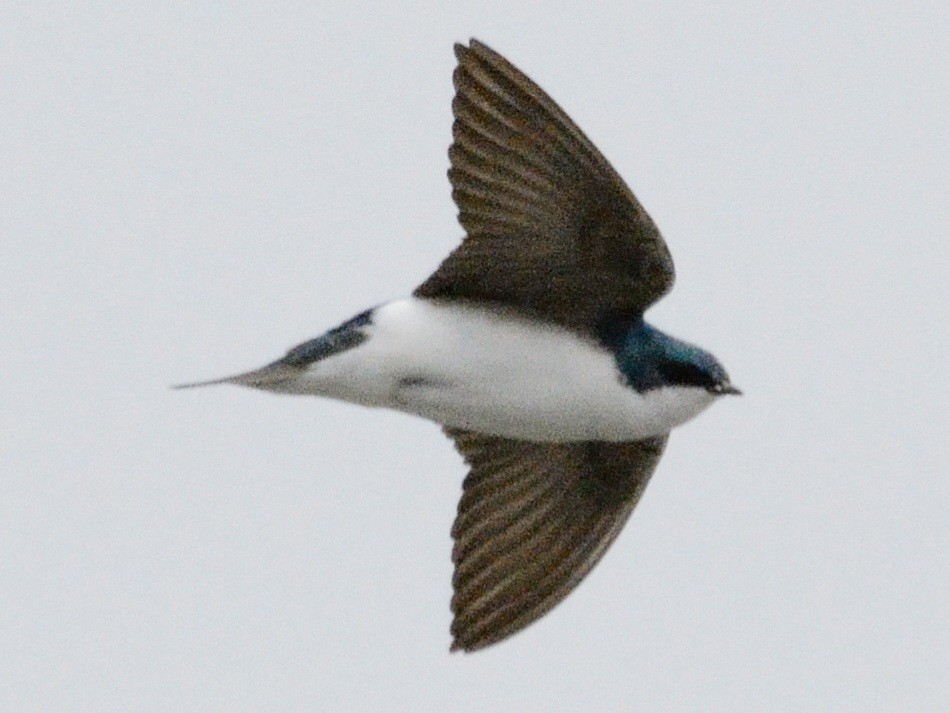 Golondrina Bicolor - ML634160915