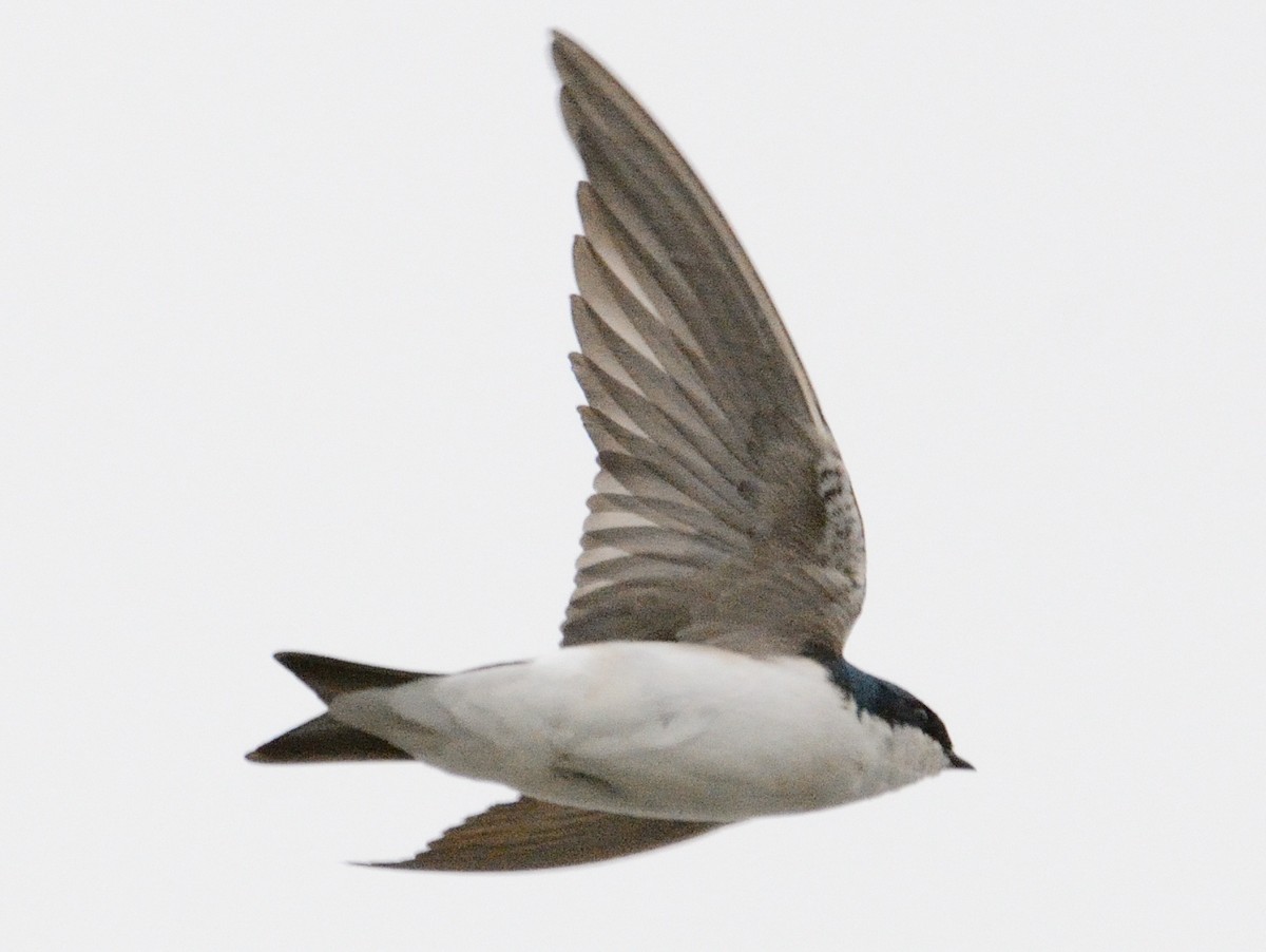 Golondrina Bicolor - ML634160916