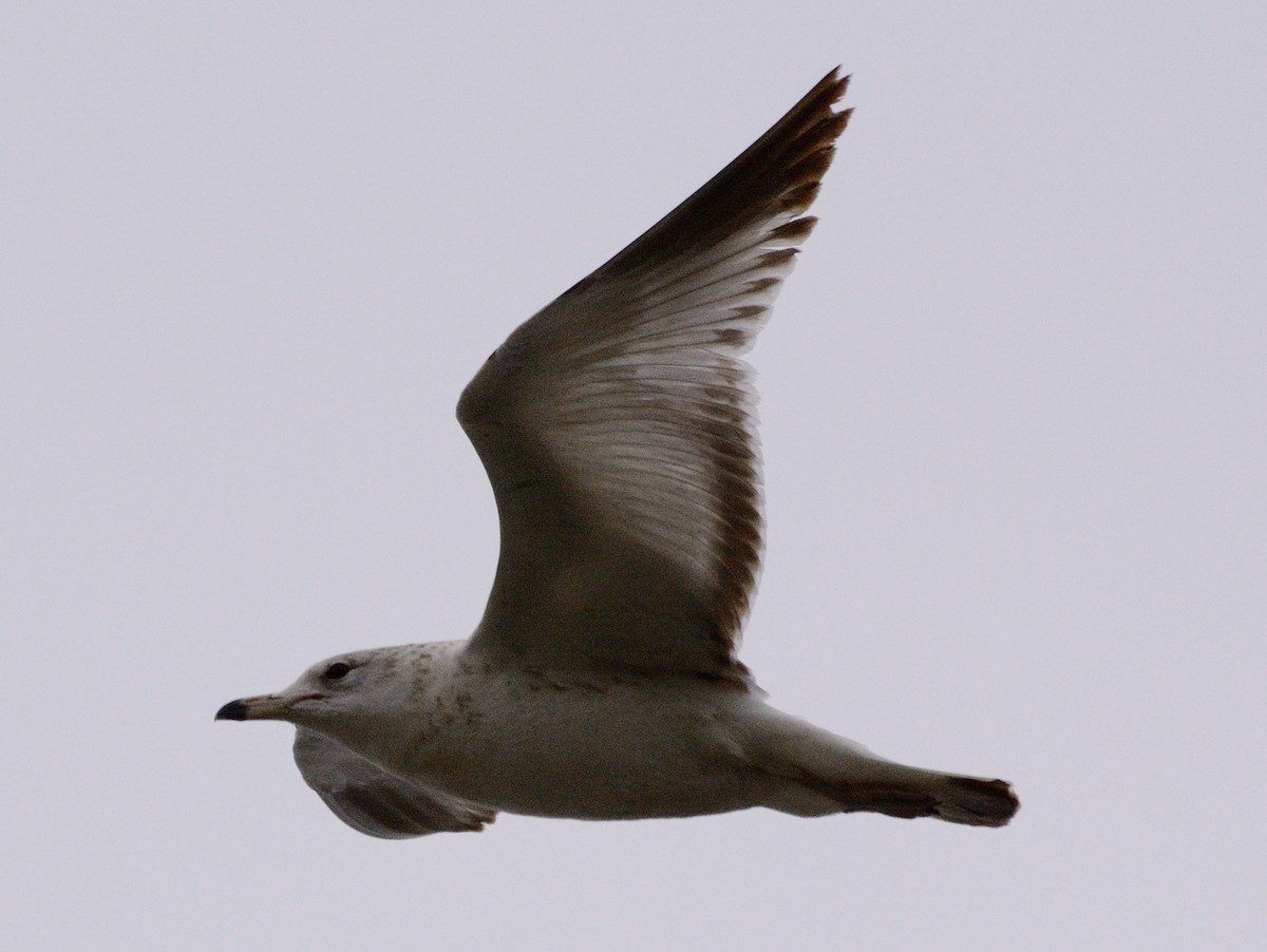 Gaviota de Delaware - ML634160924
