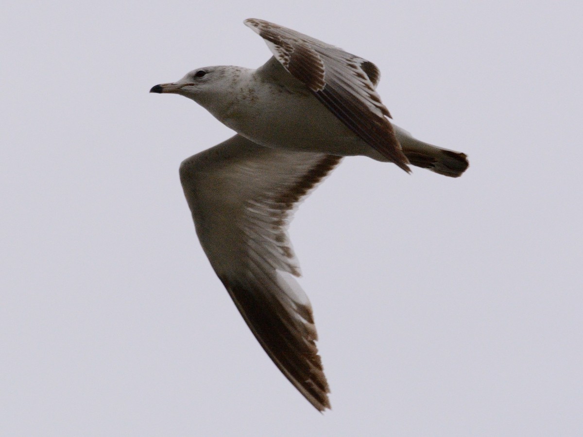 Gaviota de Delaware - ML634160925