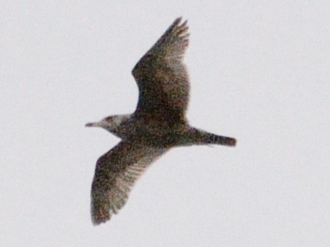 Gaviota Argéntea Americana - ML634160946