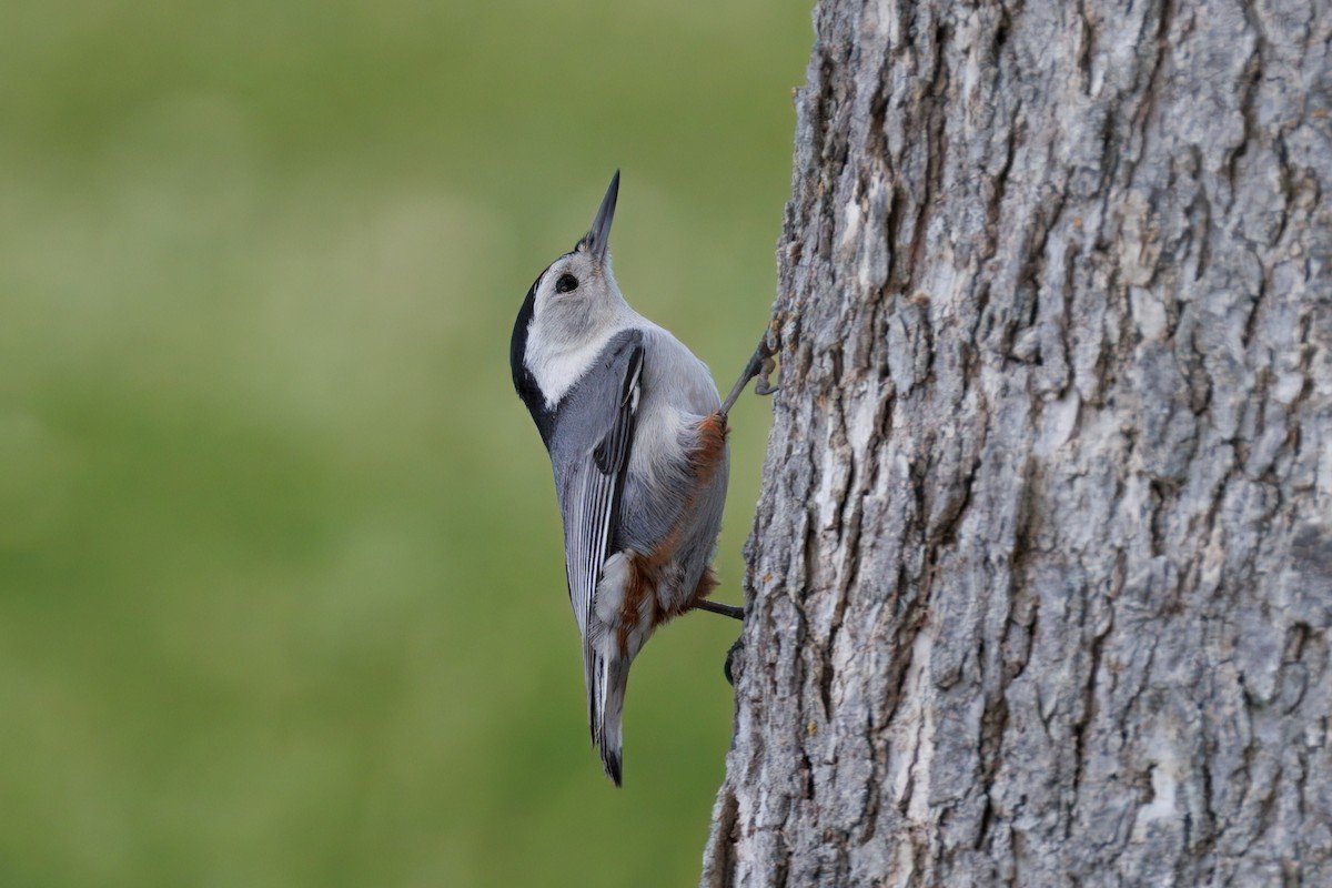 White-breasted Nuthatch - ML634160956