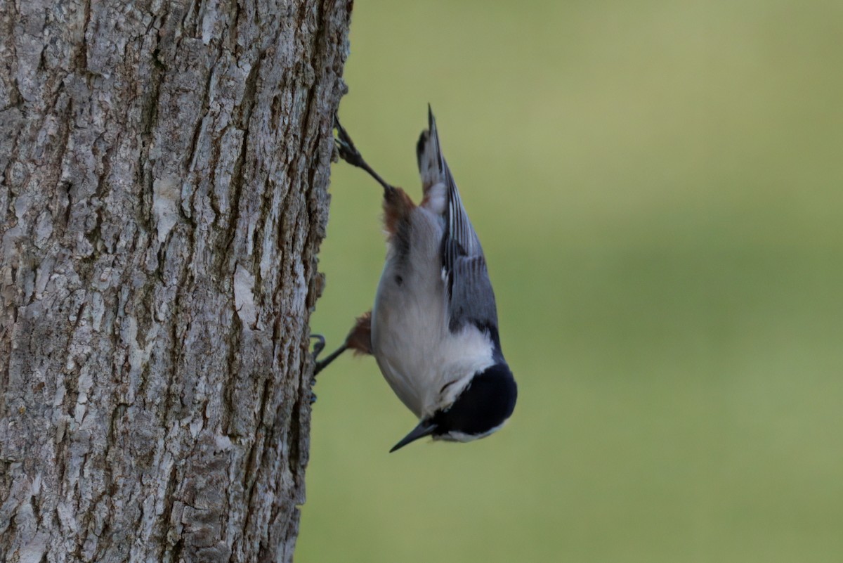 White-breasted Nuthatch - ML634160957