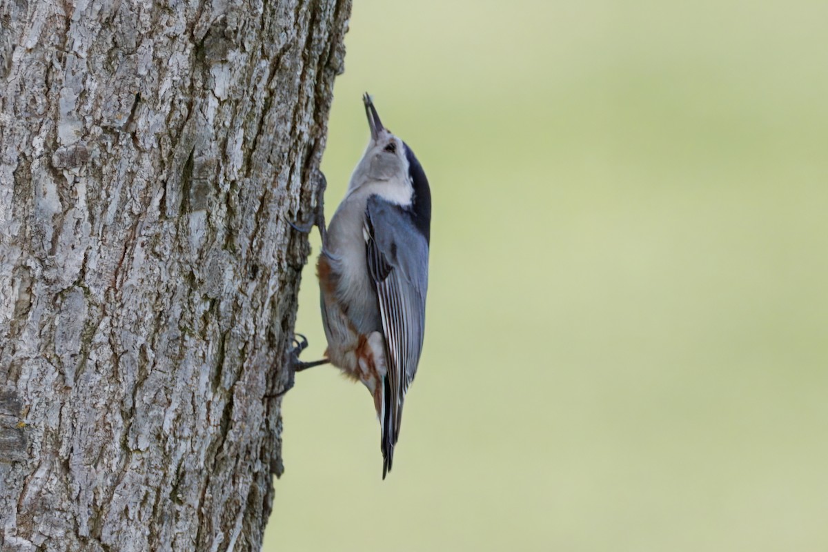 White-breasted Nuthatch - ML634160958