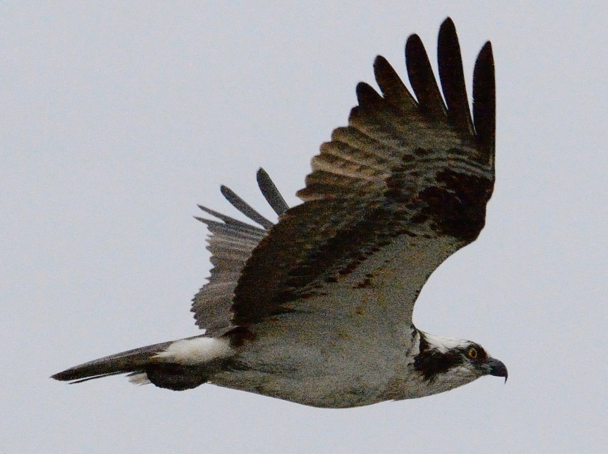 Águila Pescadora (americana) - ML634160964