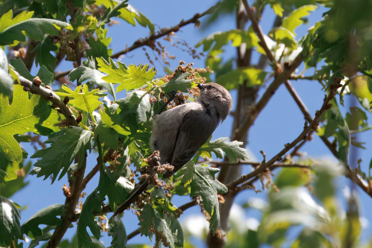 Bushtit - ML634160966