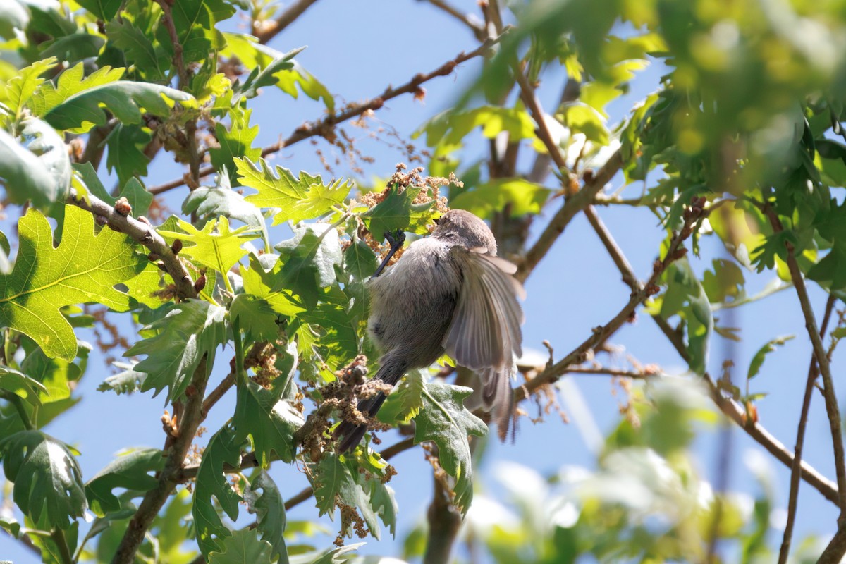 Bushtit - ML634160967