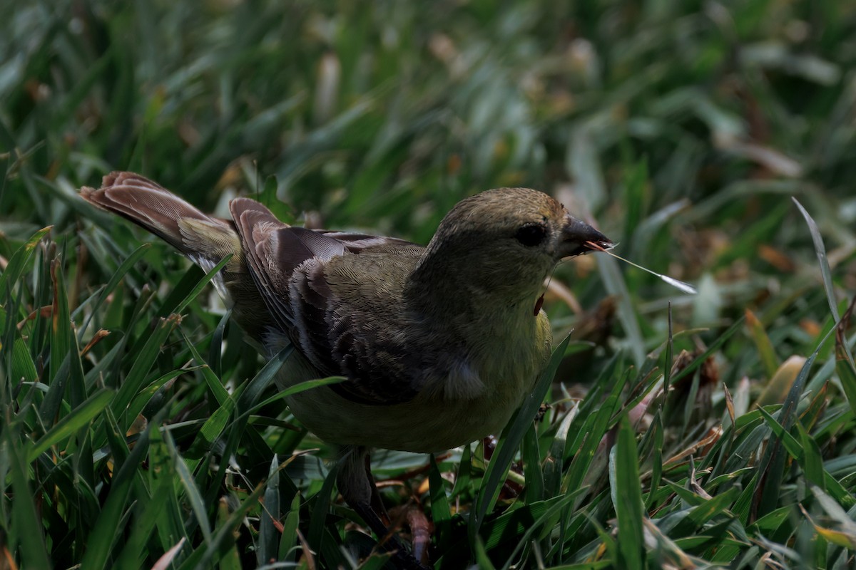 Lesser Goldfinch - ML634160970