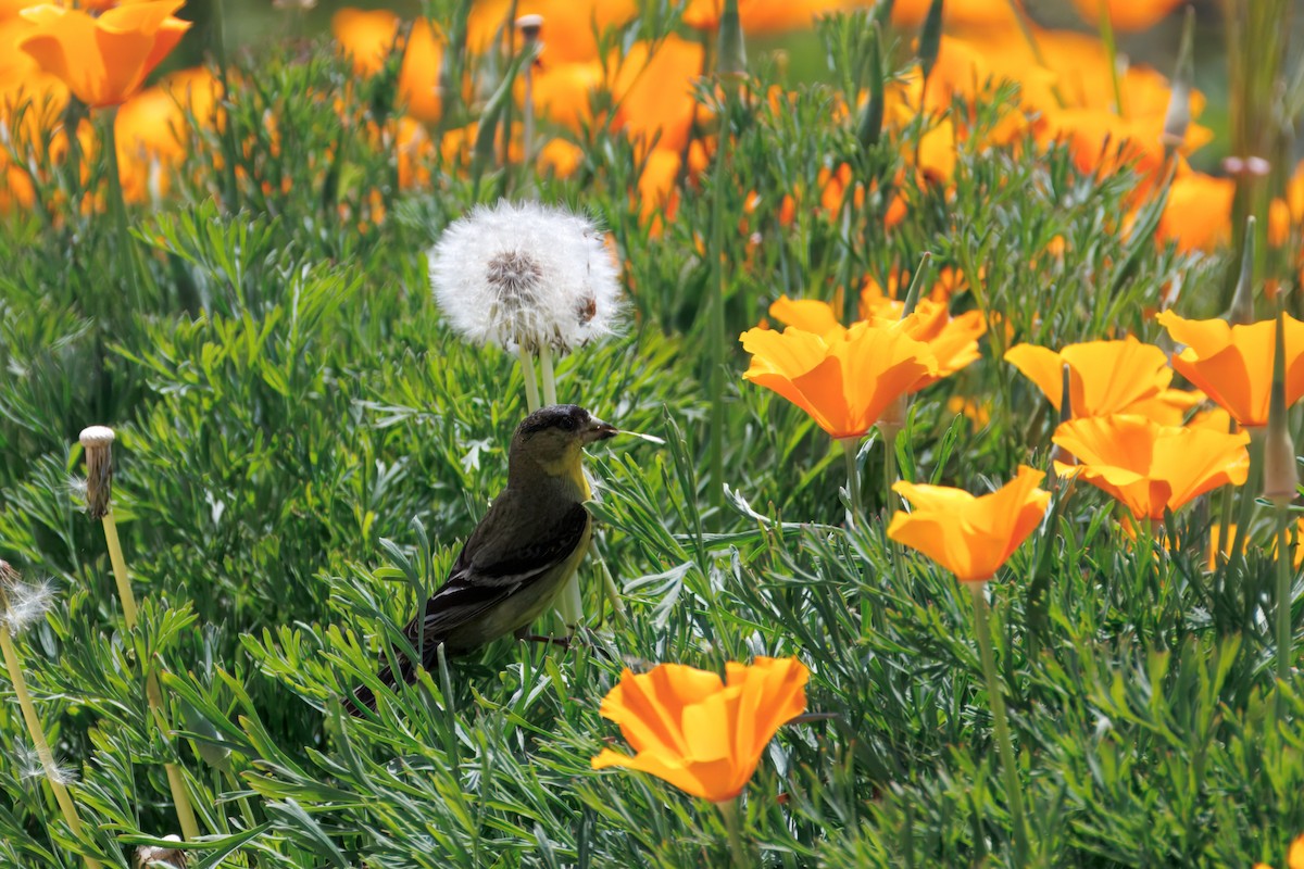 Lesser Goldfinch - ML634160971