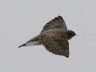Golondrina Aserrada - ML634160972