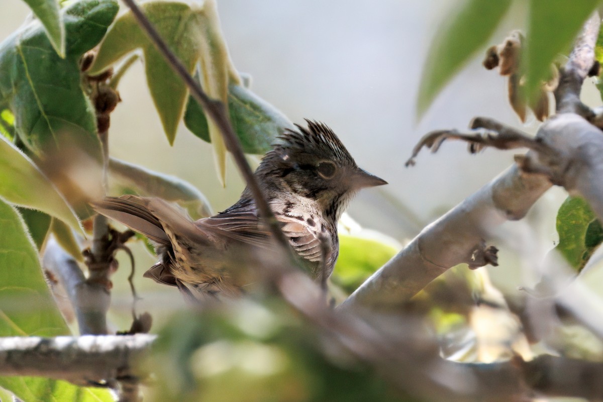 Lincoln's Sparrow - ML634161000