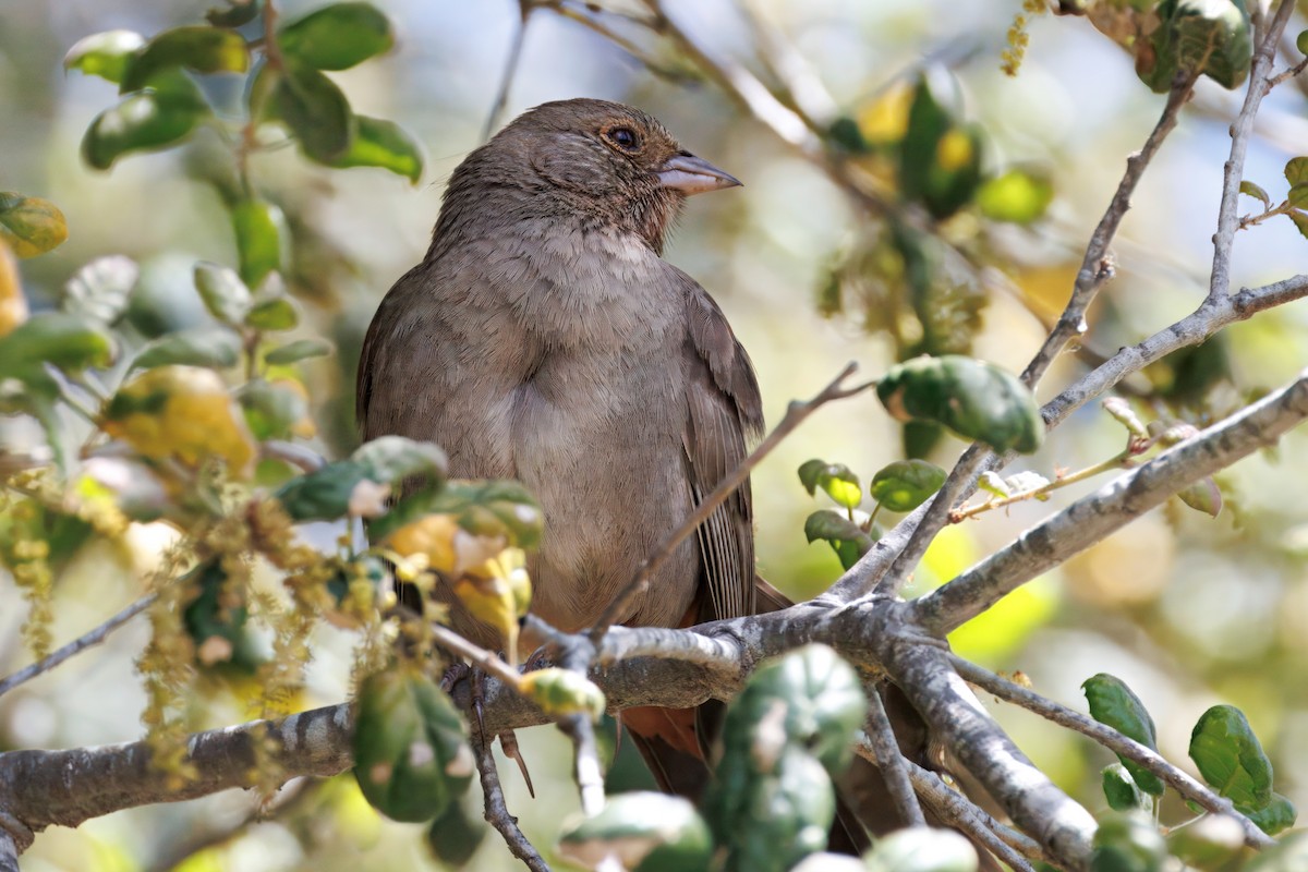 California Towhee - ML634161093