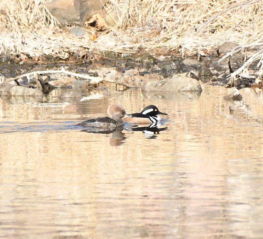 Hooded Merganser - ML634161161