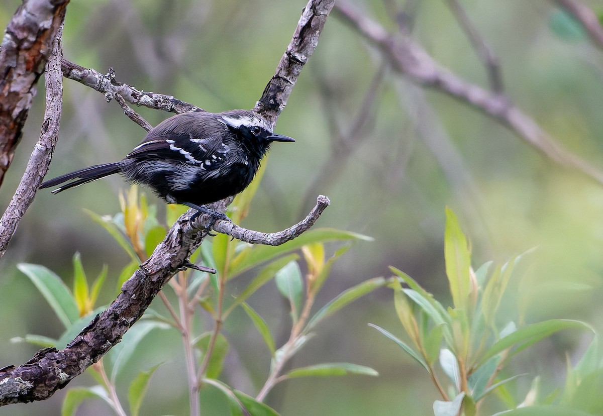 Black-bellied Antwren - ML634161172