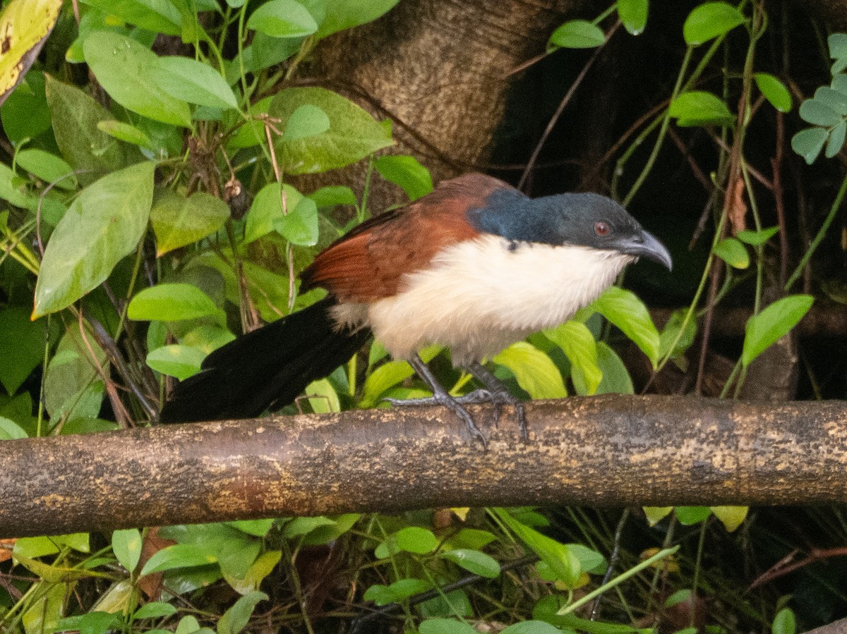 Blue-headed Coucal - ML634161230
