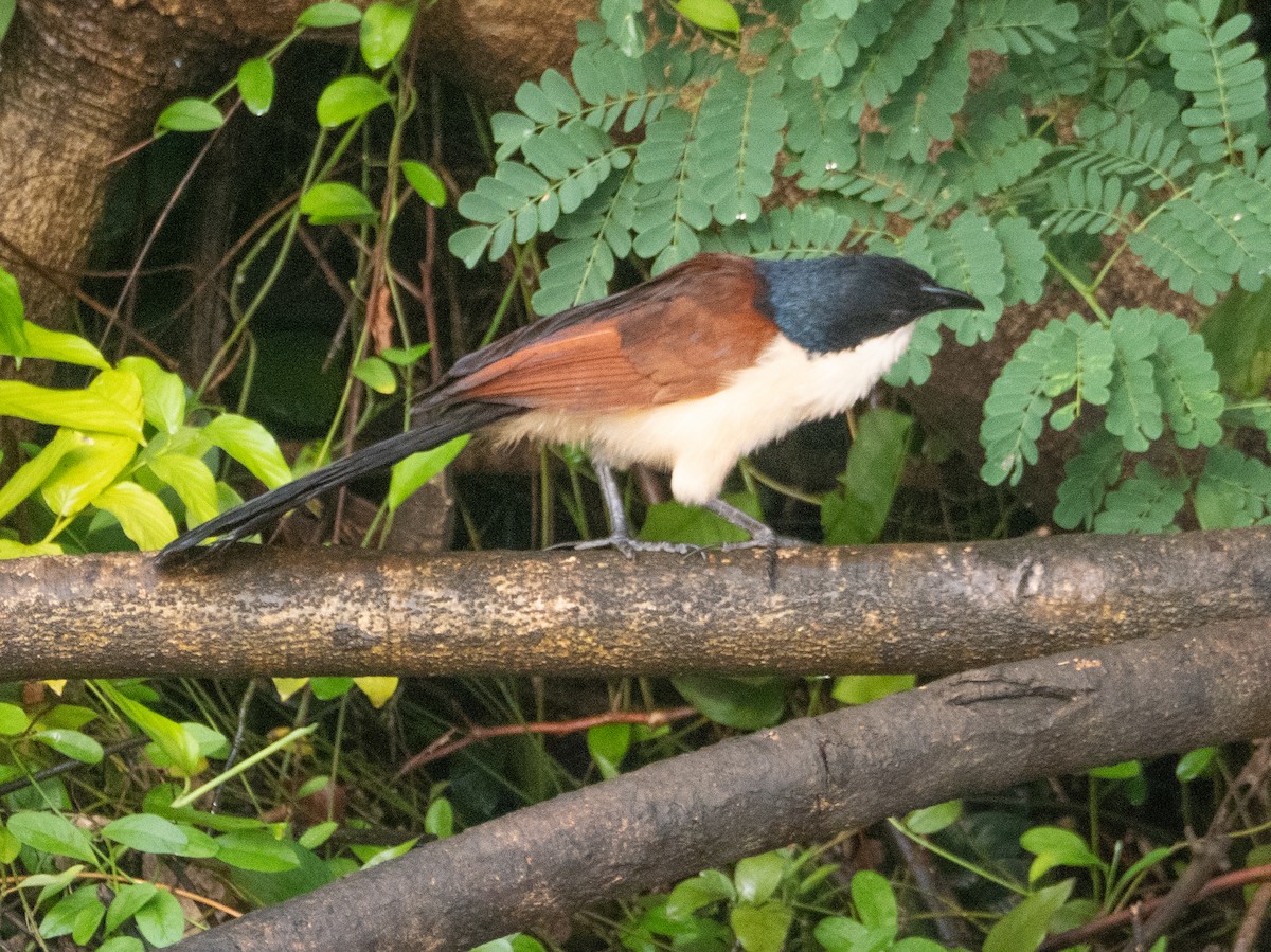 Blue-headed Coucal - ML634161231