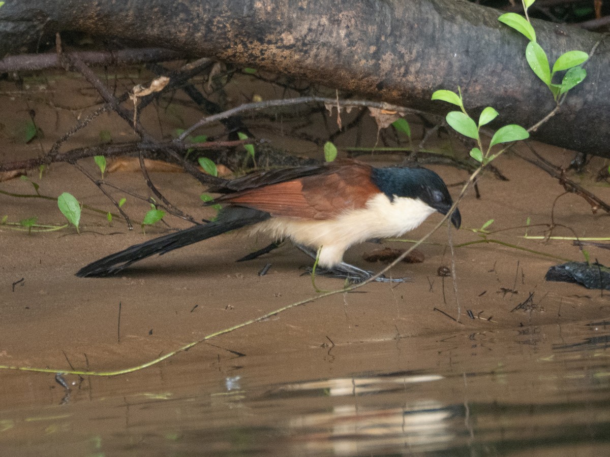 Blue-headed Coucal - ML634161251