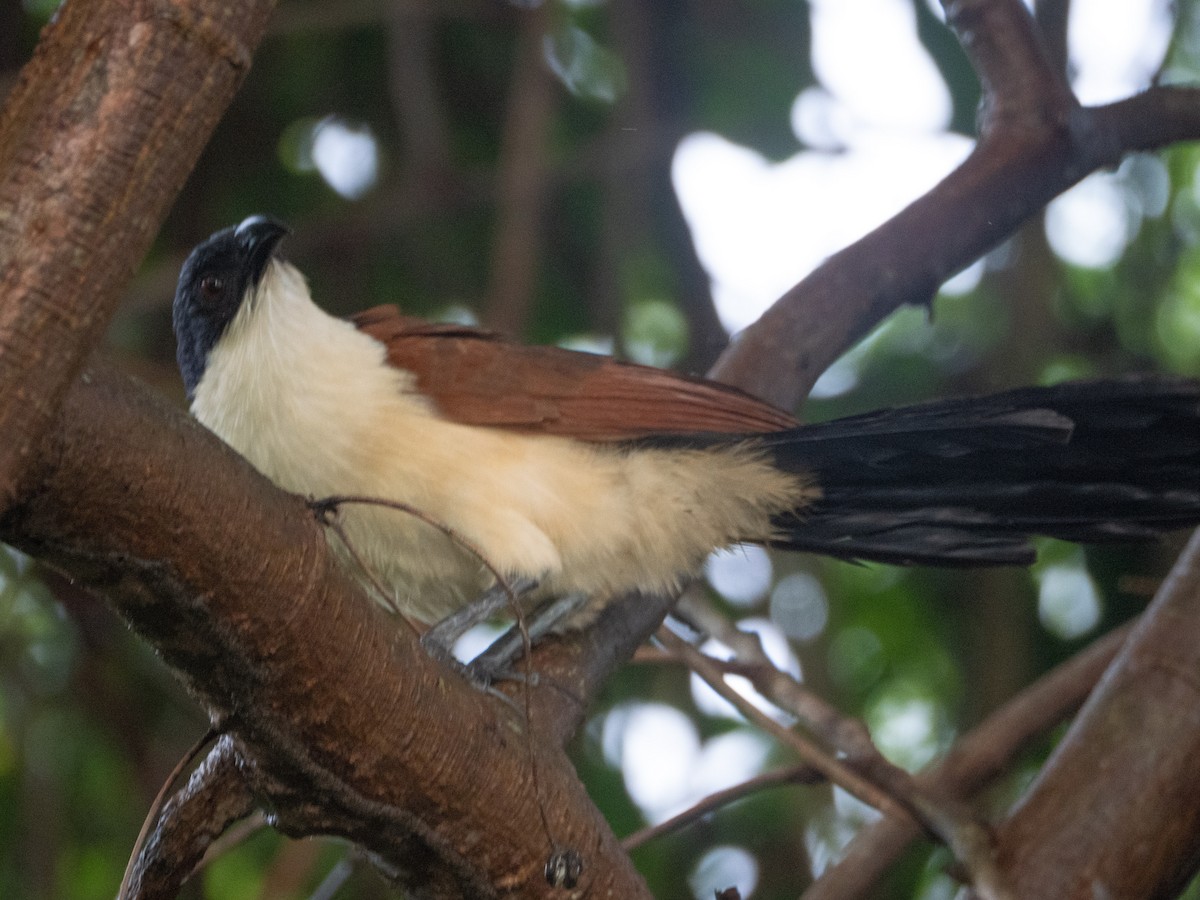 Blue-headed Coucal - ML634161252