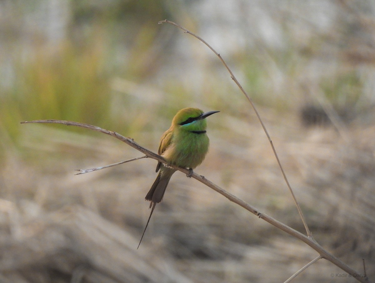 African Green Bee-eater - ML634161347