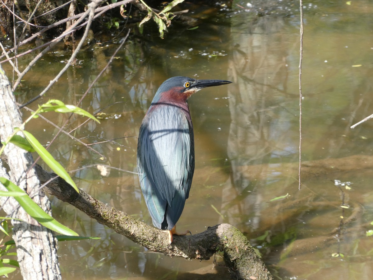 Green Heron - ML634161349