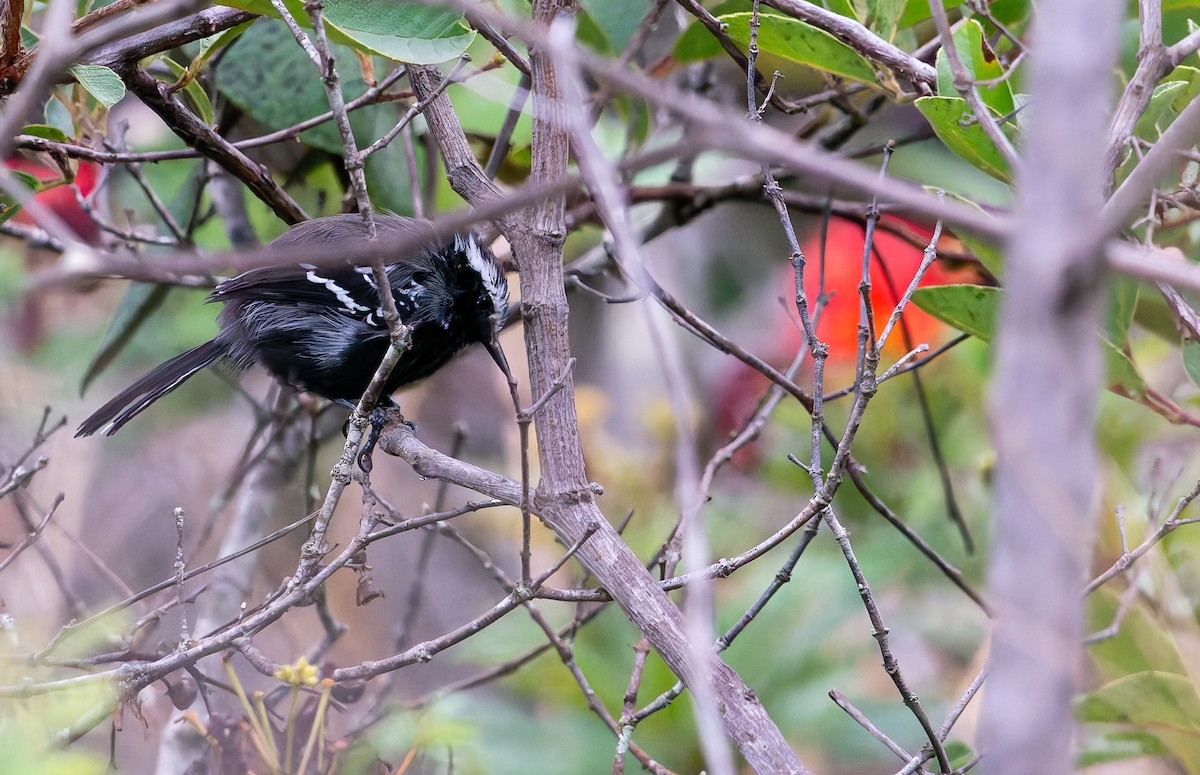 Black-bellied Antwren - ML634161372