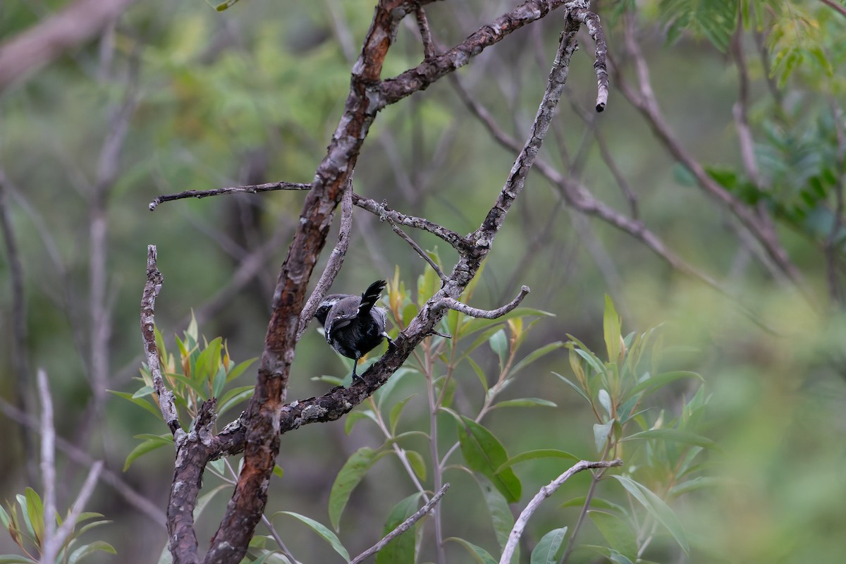 Black-bellied Antwren - ML634161381