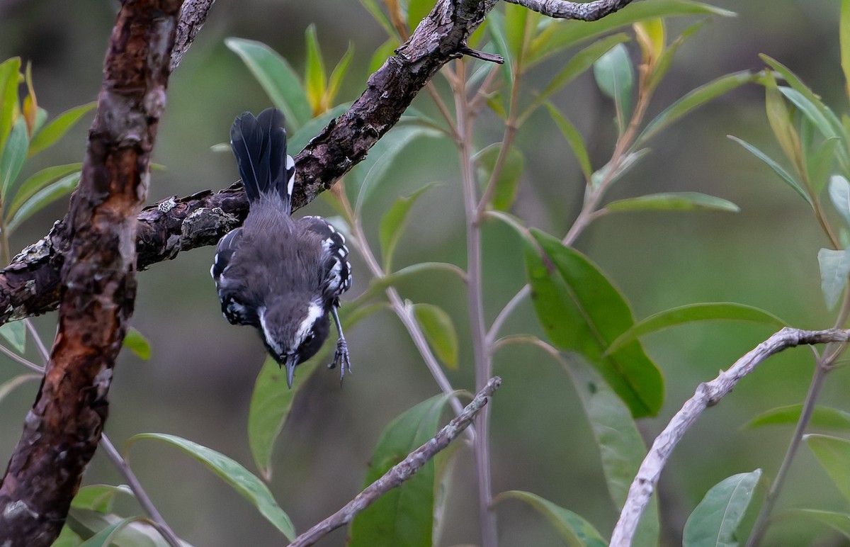 Black-bellied Antwren - ML634161382