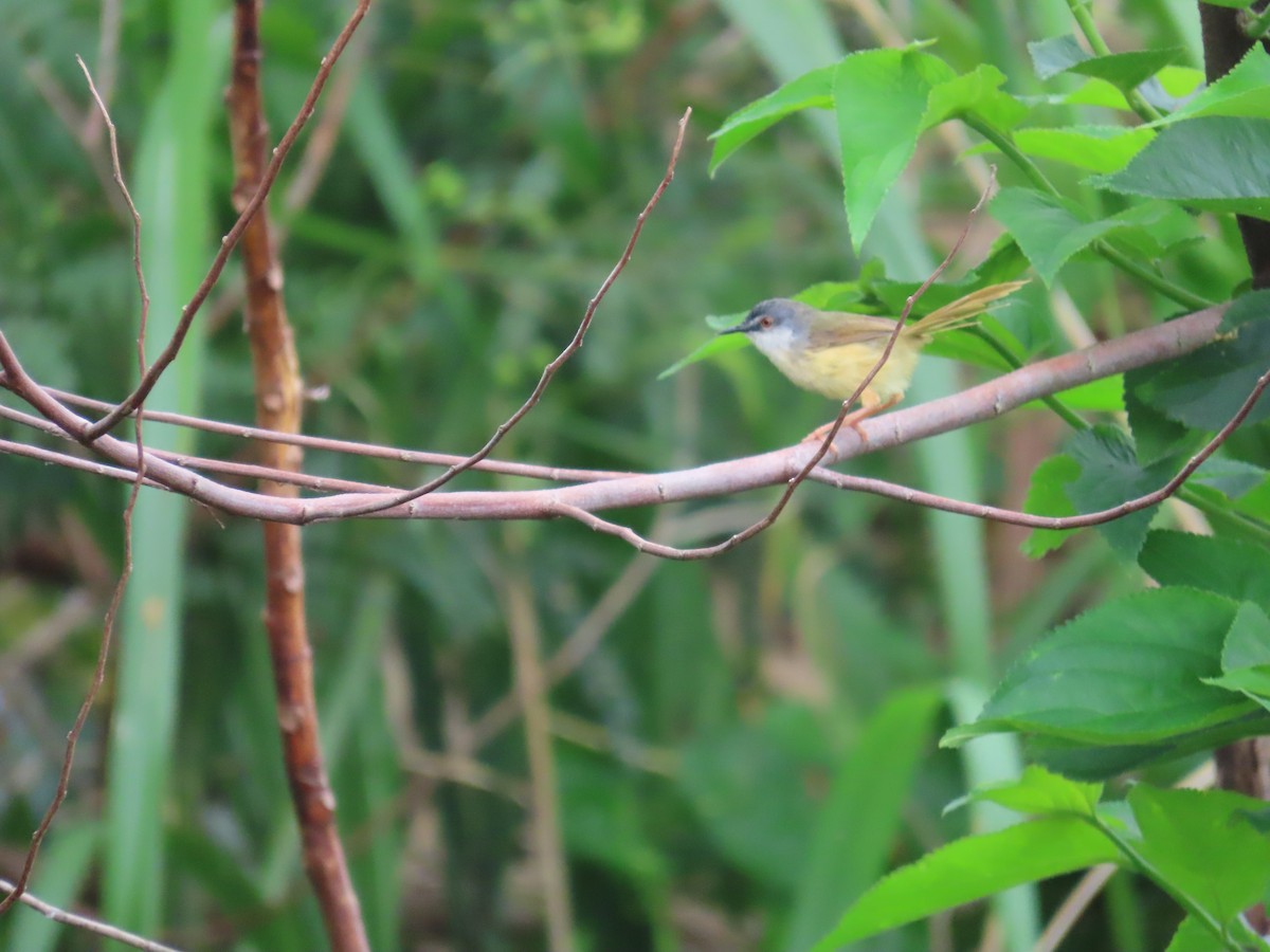 Yellow-bellied Prinia - ML634161437