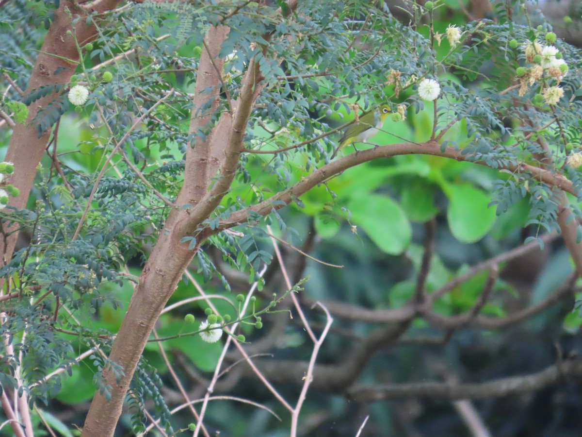 Swinhoe's White-eye - ML634161451