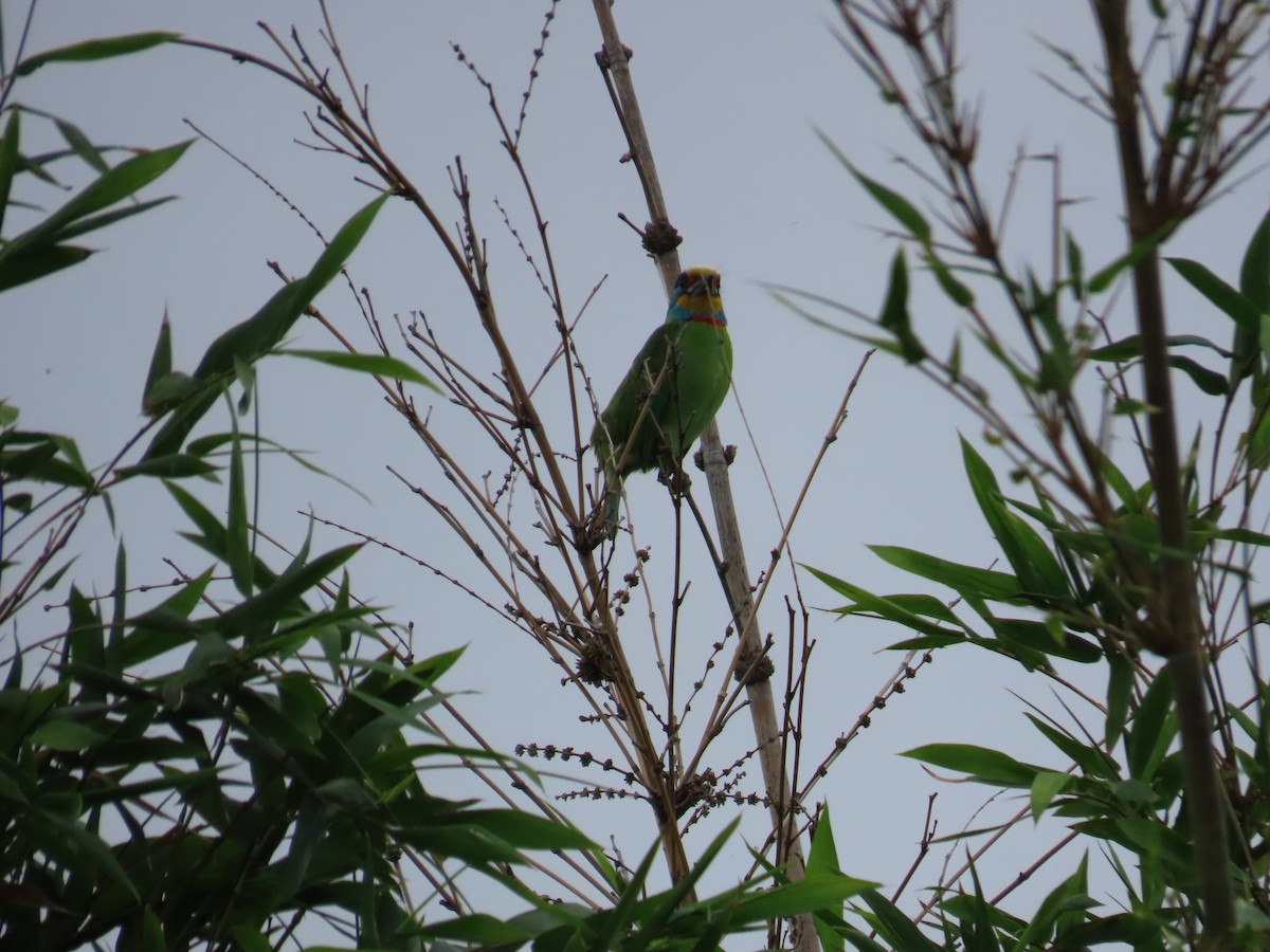 barbet tchajwanský - ML634161457