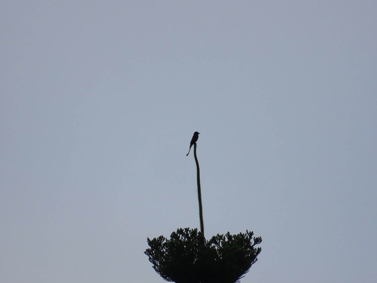 drongo černý - ML634161516