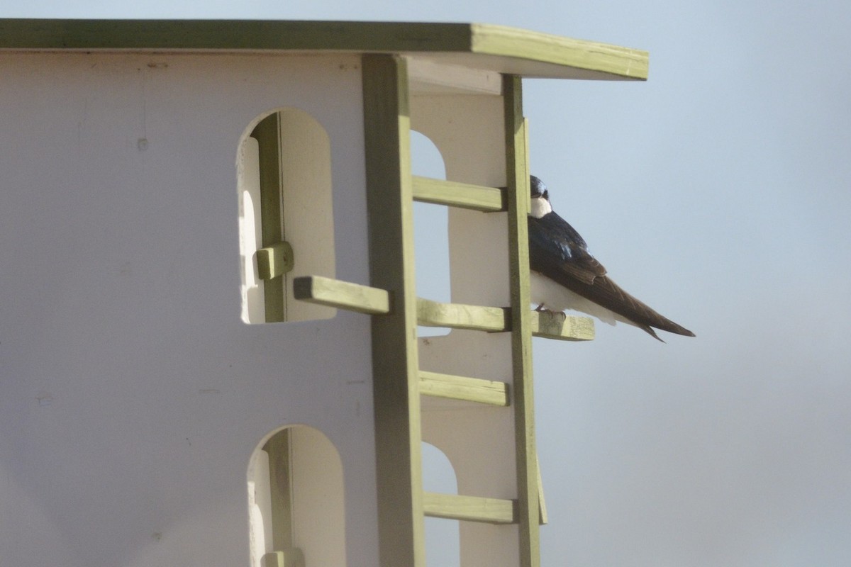 Golondrina Bicolor - ML634161523