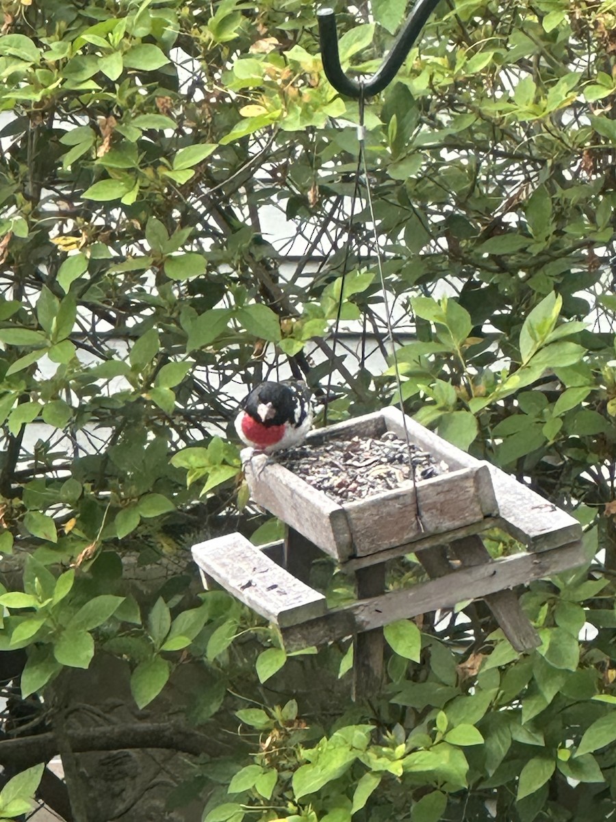 Rose-breasted Grosbeak - ML634161541