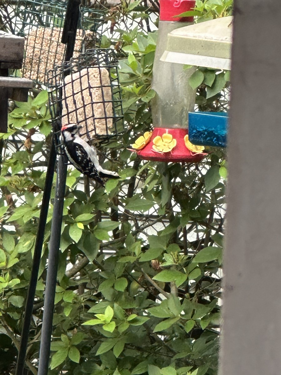 Downy Woodpecker - ML634161590