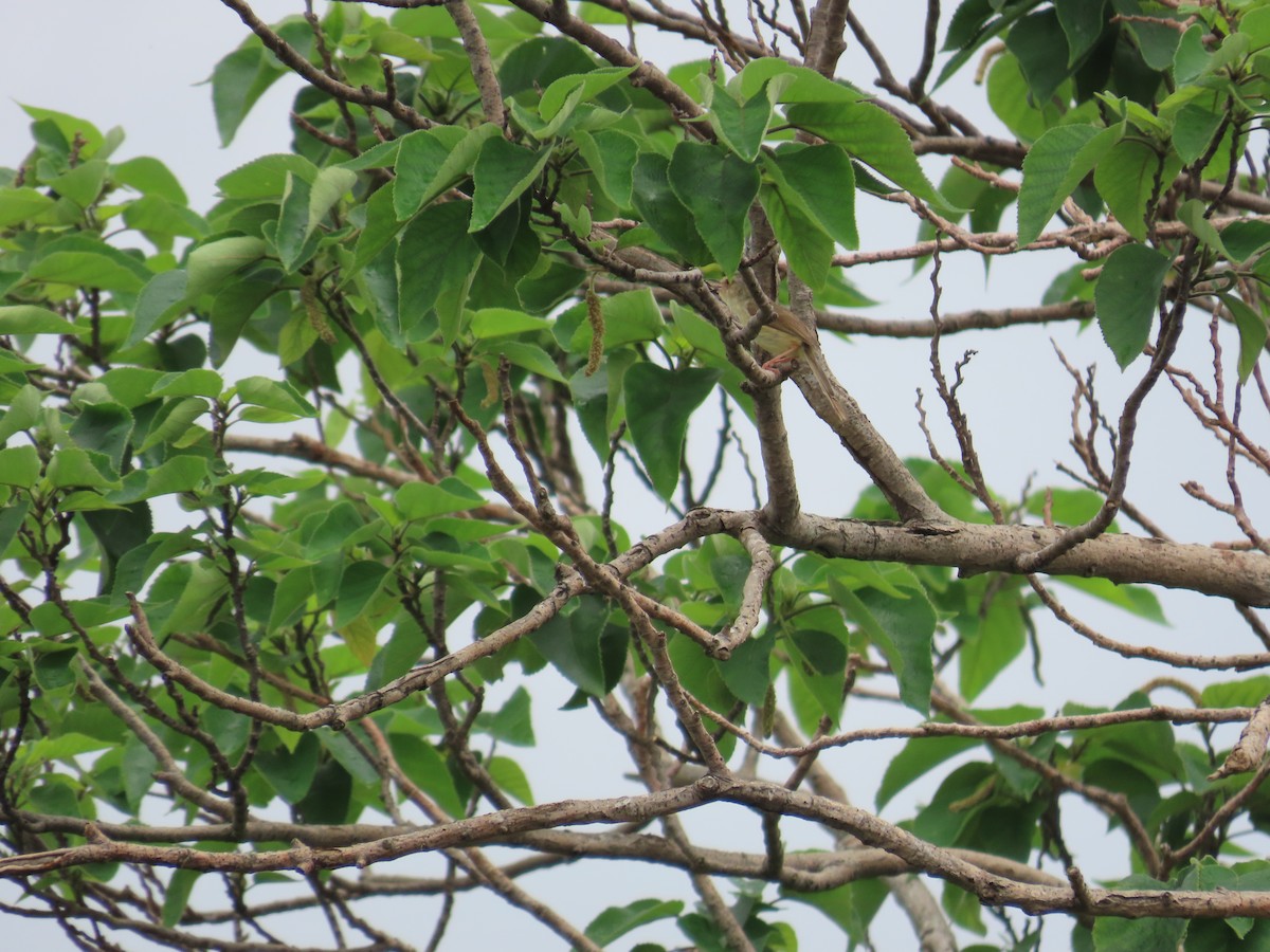 Plain Prinia - ML634161619