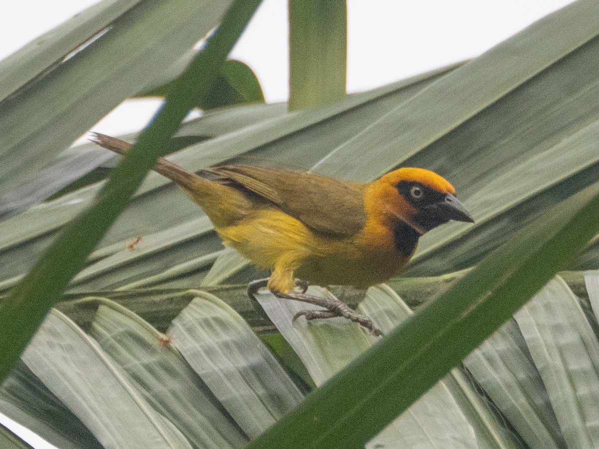 Olive-naped Weaver - ML634161672