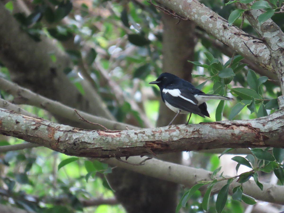 Oriental Magpie-Robin - ML634161688
