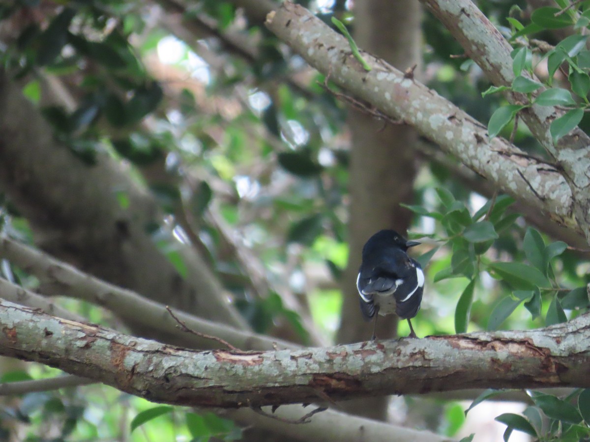 Oriental Magpie-Robin - ML634161689