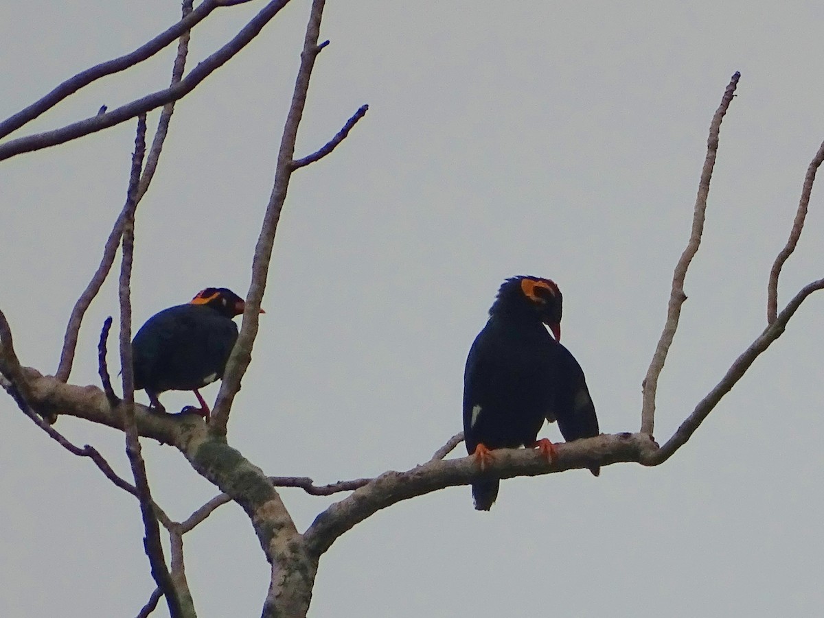 Southern Hill Myna - ML634161798