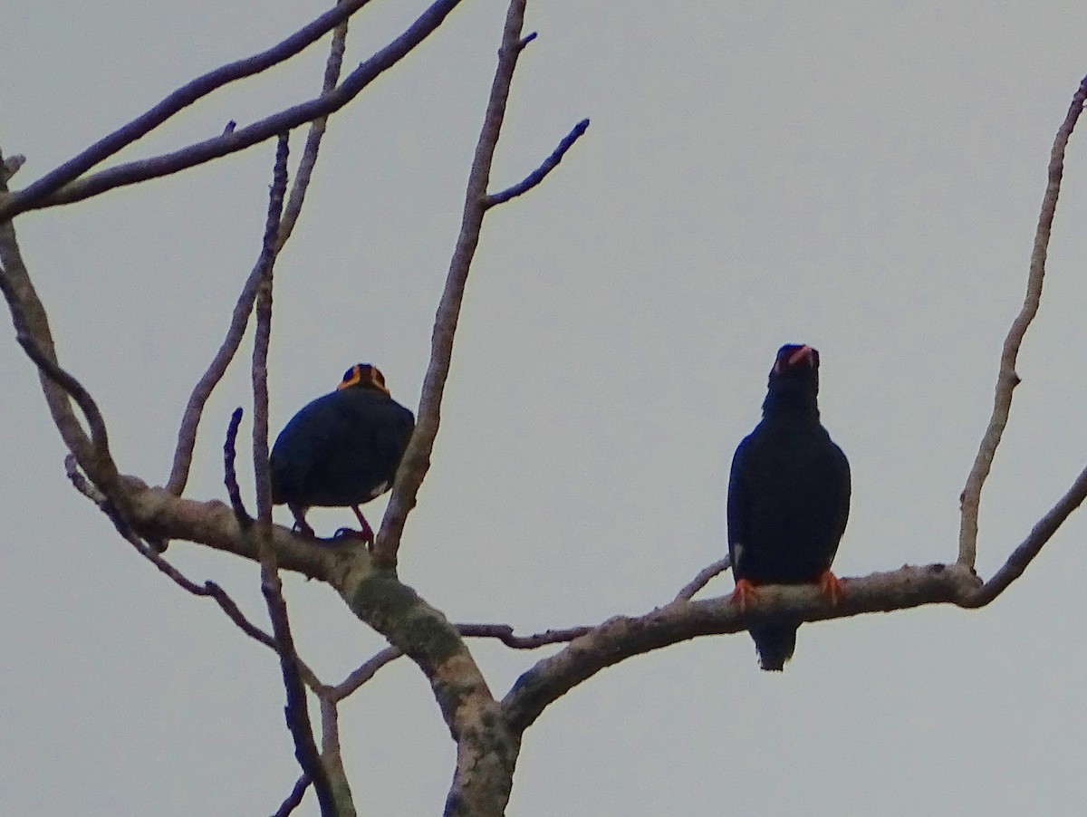 Southern Hill Myna - ML634161799
