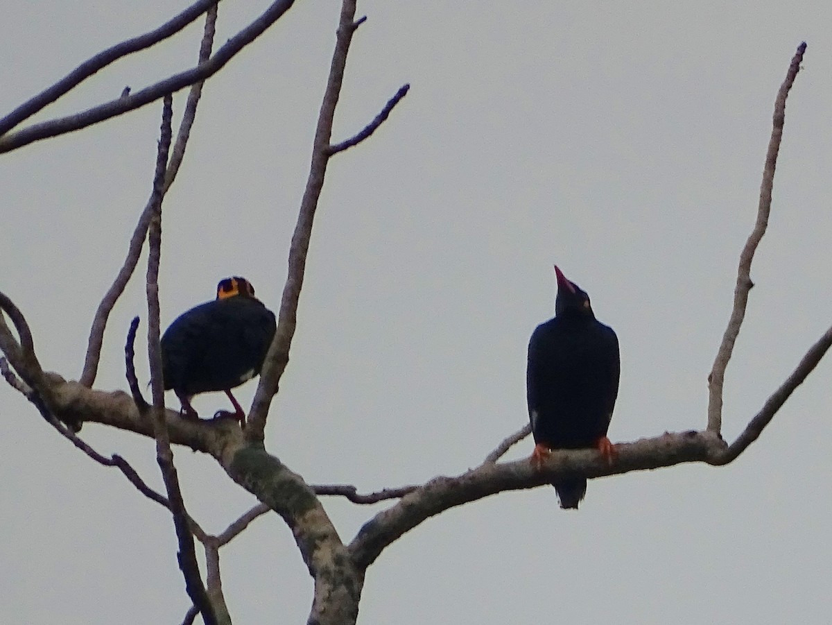 Southern Hill Myna - ML634161802